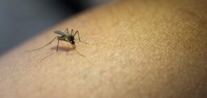 Dengue