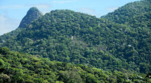 A Mata Atlântica é o bioma predominante em quase metade (49,2%) dos municípios brasileiros - Foto: Tomaz Silva/Agência Brasil. Fonte: Agência Notícia IBGE
