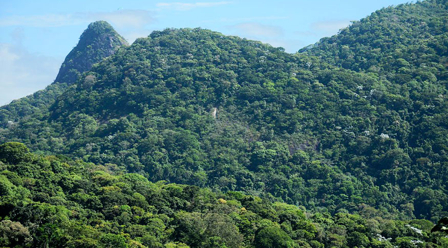 A Mata Atlântica é o bioma predominante em quase metade (49,2%) dos municípios brasileiros - Foto: Tomaz Silva/Agência Brasil. Fonte: Agência Notícia IBGE