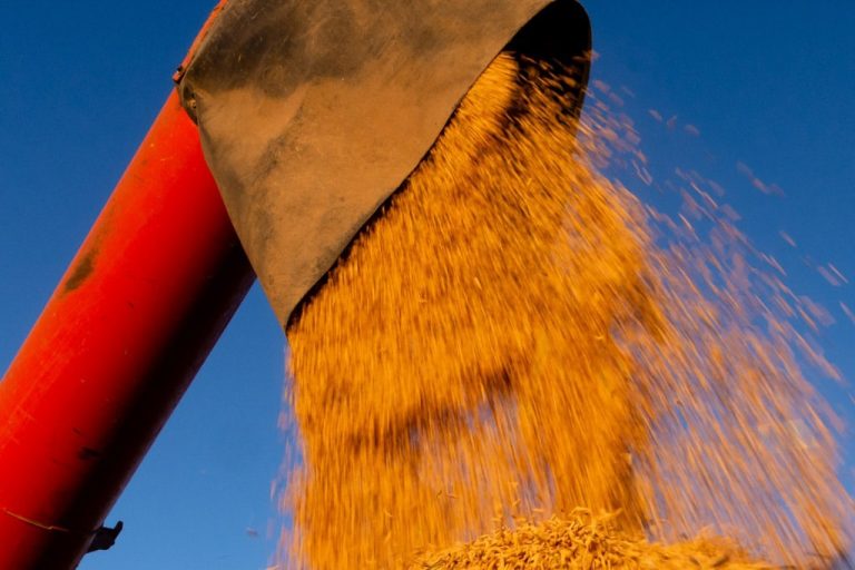 Colheita de arroz em 2021. Arquivo/FotosPúblicas. Fonte: Agência Câmara de Notícias